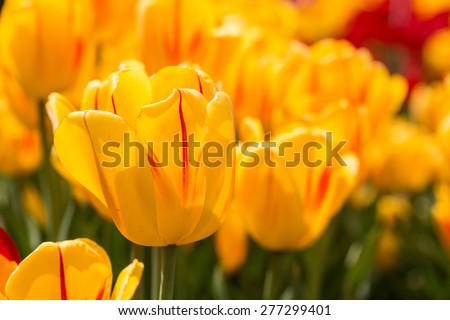 A field of bright yellow happy tulips in Michigan during Tulip Festival