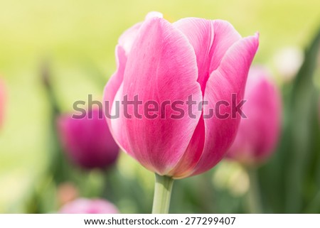 Pretty pastel pink tulip in Holland Michigan in springtime