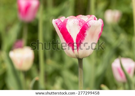 A pink and white tulip close up during Tulip Festival in Holland Michigan in Spring