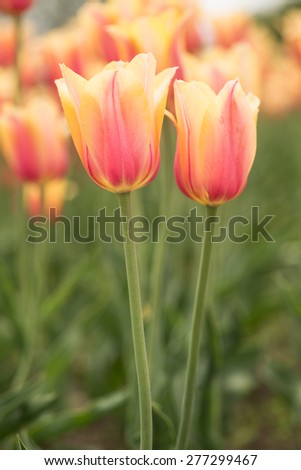 Blushing Beauty yellow and pink tulips in a field in Holland Michigan