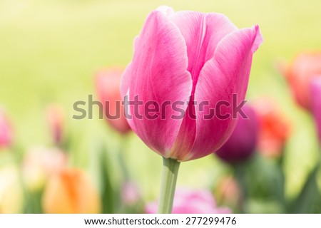 A close up of a pastel pink tulip during Tulip Festival in Holland Michigan in Springtime