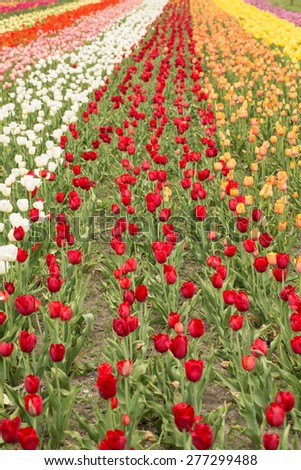 A field of many colored tulips in Spring in Holland Michigan