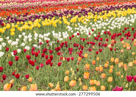 Colorful field of tulips in Holland Michigan in the spring