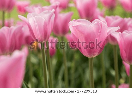 A field of romantic pastel pink tulips in Holland Michigan