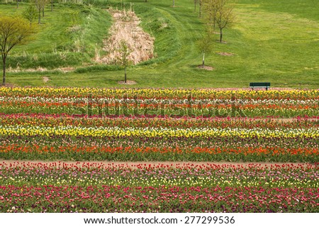 Many colored tulips in a field in Holland Michigan in Spring