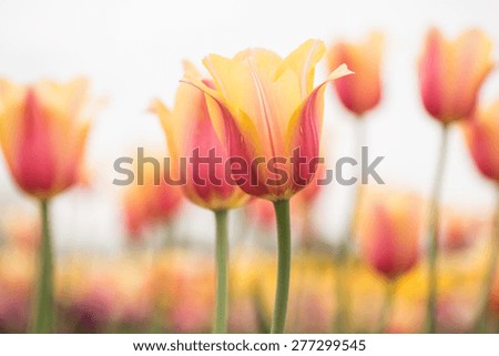 A beautiful field of yellow and pink pastel tulips in Holland Michigan