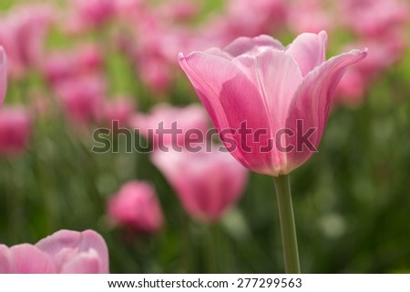 A field of pastel pink tulips in Holland Michigan in spring
