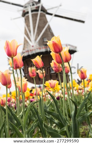 A field of tulips with a windmill in the background in Holland Michigan