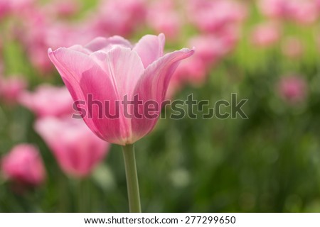 A close up of a pastel pink tulip during Tulip Festival in Holland Michigan in May