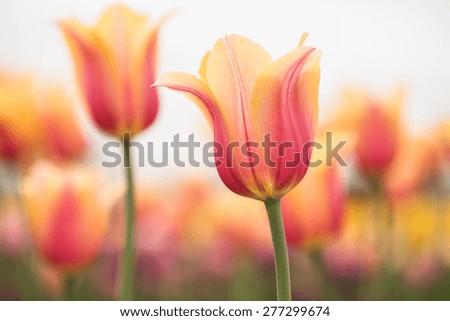 Close up of yellow and pink pastel Blushing Beauty tulips in Holland Michigan