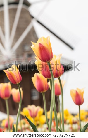 A field of colorful tulips with a windmill in the background in Holland Michigan