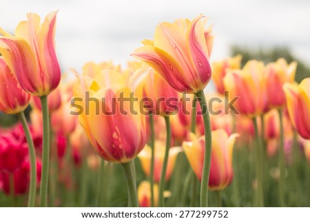 A field of Blushing Beauty pastel yellow and pink tulips in Holland Michigan