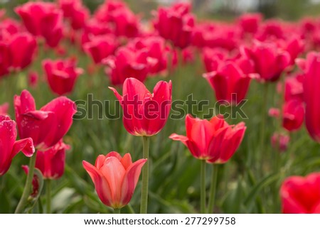 A field of bright red tulips in Holland Michigan in Spring