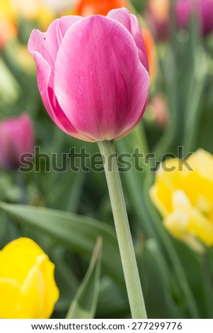 Pink tulip close up in Holland Michigan in Spring