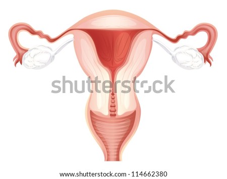 Healthy Human Uterus