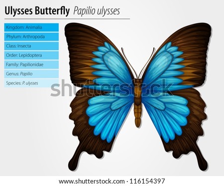 Blue Mountain Swallowtail butterfly - Papilio ulysses