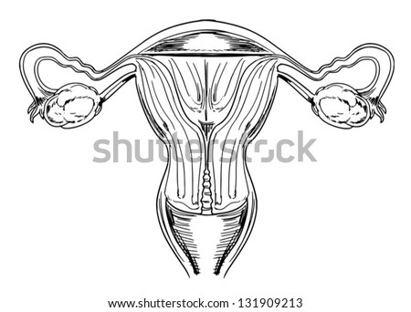 Diagram of the internal female reproductive organs Diagram of the internal female reproductive organs