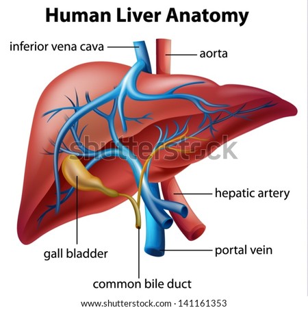 Illustration Of The Human Liver Anatomy - 141161353 : Shutterstock