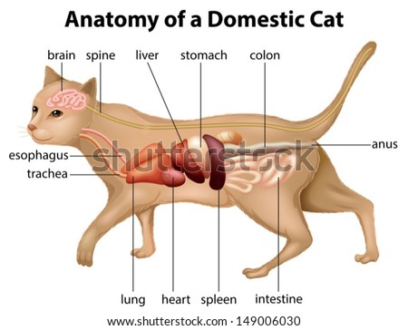 Illustration showing the domestic cat's anatomy Illustration showing the domestic cat's anatomy