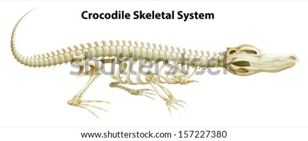 Illustration Of A Crocodile S Skeletal System On A White Background