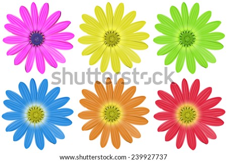 Colourful flowers on a white background
