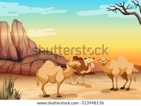 Camels living in the desert illustration
