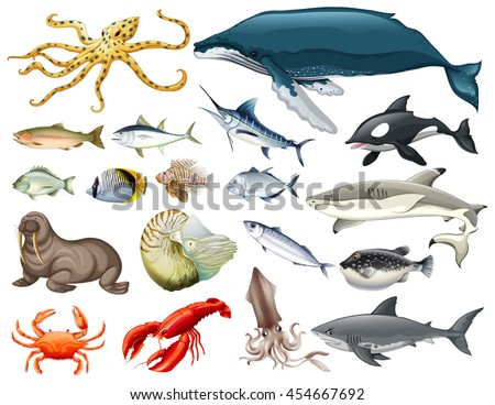 Set of different types of sea animals illustration