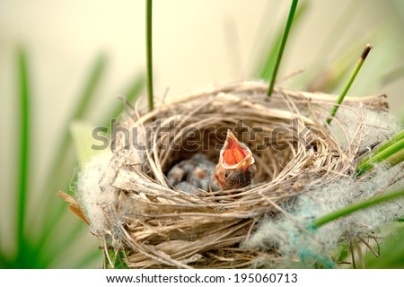Little young birds in a bird nest