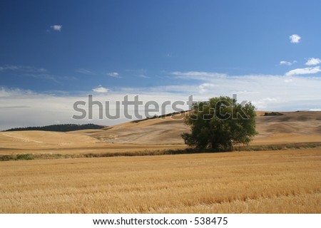 Harvested Wheat Field with Tree Eastern Washington State