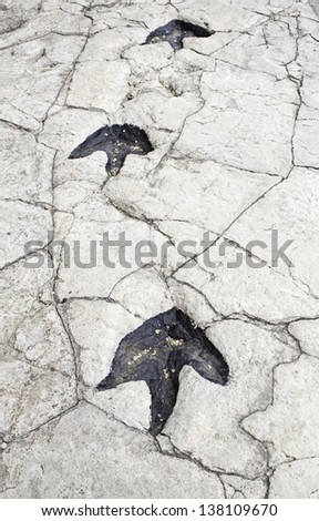 Prehistoric dinosaur footprints on stone background in soil, animals and nature