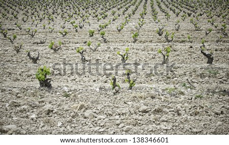 Golf vineyards and worked on plowed land, agriculture and wine