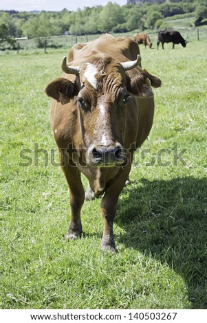 Bull brown and wild meadow with expressive look, nature and animals