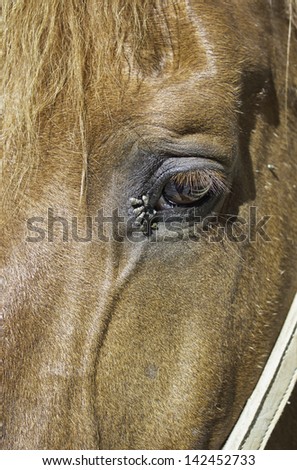 Brown horse with glowing skin with a sad, wild animals