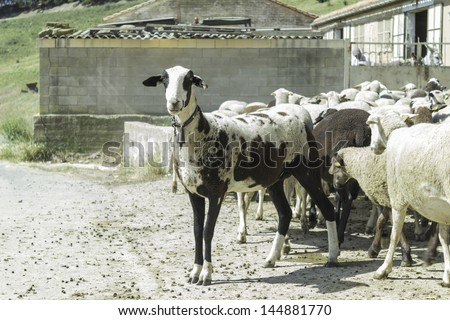Black sheep and white sheep on the outside of a farm, animals and nature