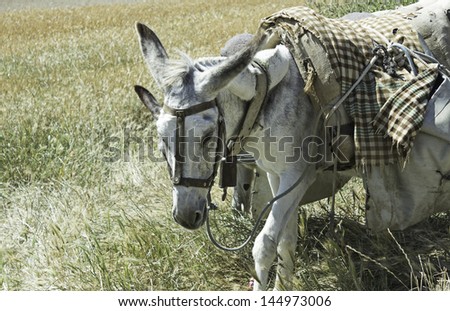 Donkeys with saddle walking in meadow, animals and nature