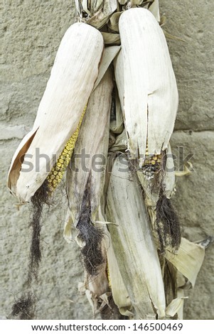 Dried corn cobs hanging on the wall, food and nature