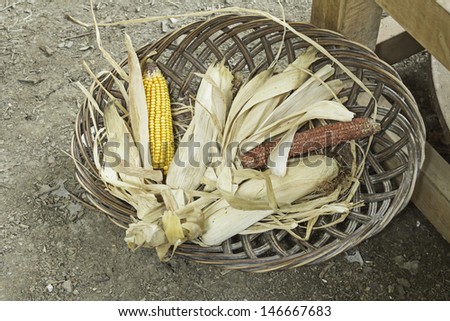 Cobs of corn in wicker basket Street, food and agriculture