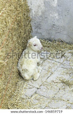 Little Lamb sleeping in farm field, animals and nature