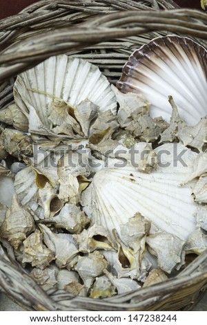 Snails and shell in wicker basket in craft market, nature