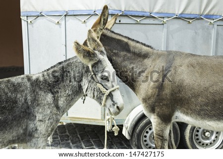 Donkeys in fair tied with expressive look, animals and nature