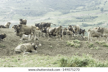 Cows and Bulls in mountain with vegetation, animals and nature