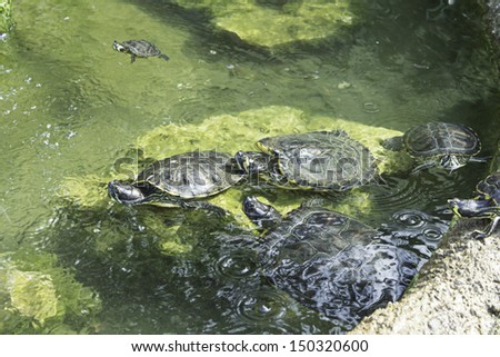 Group river turtle pond, nature and animals
