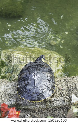 Tropical Turtle River pond, animals and nature