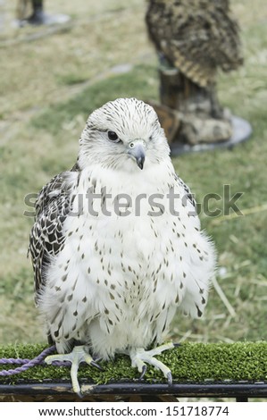Raptor white falcon hunting small animals