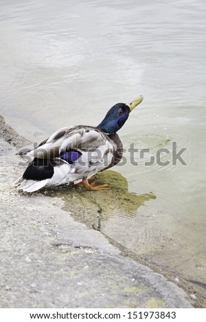 Duck Pond drinking water with colorful feathers, animals and nature