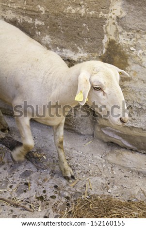 White goat flocks in urban street, animals and nature