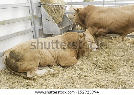 Farm cows in farm animals, nature and agriculture