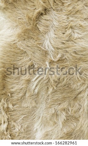 Goat skins in brown fur, animals and fashion
