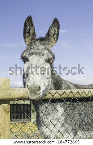 Funny donkey in stable rural farm animals