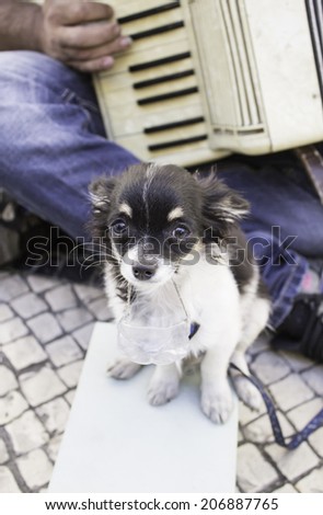 Dog begging on street with music, animals